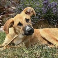 Kiara wünscht sich ein eigenes Körbchen, Hündin zur Adoption