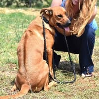 Tilly sucht ein Zuhause, Hündin zur Adoption