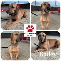 Bailey charakterstarker Mischling Rüde, Hund zur Adoption