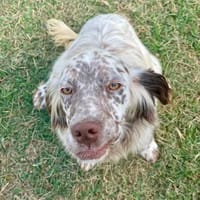 Pupo 💙💙💙 anlehnungsbedürftiger Rüde, Hund zur Adoption