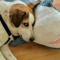 Sharky: Menschenfreund sucht Familie, Hund zur Adoption