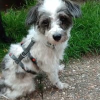 Mary (33 cm) ist so offen und freundlich, Hündin zur Adoption
