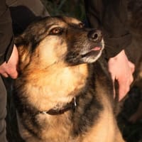 Ruhiges Zuhause für Senta gesucht, Hündin zur Adoption
