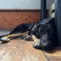 MARIAN sucht seine eigene Familie!, Hund zur Adoption