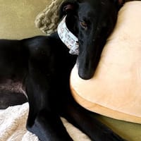 SAM sucht seine Herzensmenschen!, Hund zur Adoption