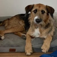 Winston wartet auf seine zweite Chance, Hund zur Adoption