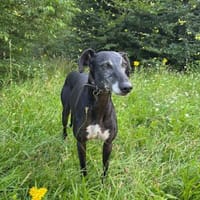 DUQUE sucht sein eigenes Sofa!, Hund zur Adoption