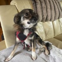 Wunderbarer Turiko, Hund zur Adoption