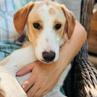 SHEEPY - freundlich und fröhlich, Hündin zur Adoption