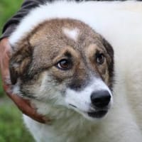 Khana - herzensgut u. sehr lieb, Hündin zur Adoption