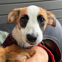 Maya die kleine Panadame / in 82284, Hündin zur Adoption