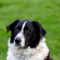 Jumpy, Hund zur Adoption