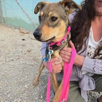 Darja, Hündin zur Adoption