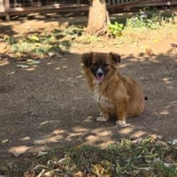 Kleine Anea sucht ihr Glück, Hündin zur Adoption