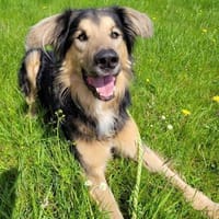 Jumper, Rohdiamant mit viel Potential, Hund zur Adoption