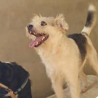 Bobby liebt das Leben, Hund zur Adoption