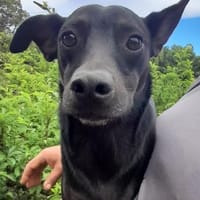 Der kleine Gino, Hund zur Adoption