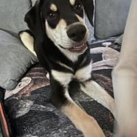 Sanfter und sensibler Peppino sucht ., Hund zur Adoption
