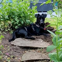 Bill wartet auf Pflegestelle in Hamburg, Hund zur Adoption