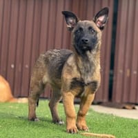 SILKA - tolles Welpenkind, Hündin zur Adoption