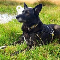 SUZANA - aktive, tolle Lady, Hündin zur Adoption