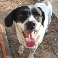 Freundlicher Toffee sucht seine Familie, Hund zur Adoption