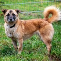 Enka, Hündin zur Adoption