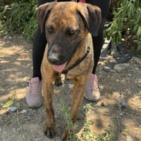 Abenteuer Bruno sucht seine Familie!, Hund zur Adoption