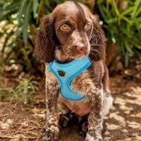 Schmusemonster Elliot sucht dich, Hund zur Adoption