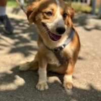 Pippa, zarte Hündin sucht ihr Zuhause, Hündin zur Adoption