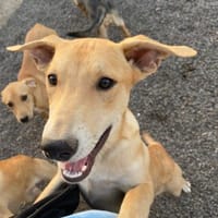 Dori, Hündin zur Adoption