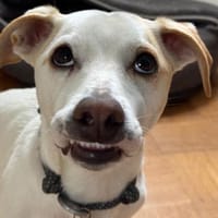 Manolo auf der Suche nach Glück 82284, Hund zur Adoption