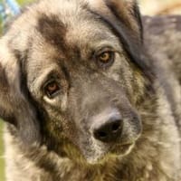 Chill, freundl. und aufgeschlossen, Hündin zur Adoption