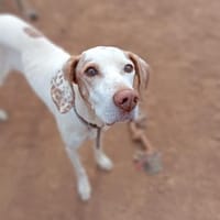 Jara braucht viel Liebe, Hündin zur Adoption