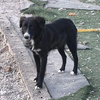 Lupo, Hund zur Adoption