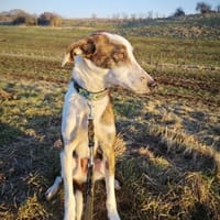 Louis, Hund zur Adoption