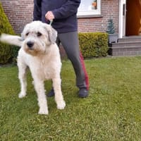 Elco brauch Platz, Hund zur Adoption