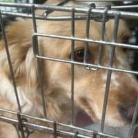 Wer hat ein Herz für Nala?, Hündin zur Adoption