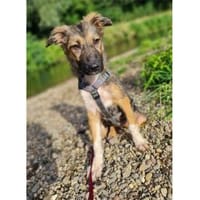 Sonia - wartet in 50374 Erftstadt, Hündin zur Adoption