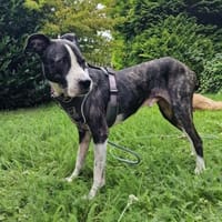 Gareth ist lieb und bewacht, Hund zur Adoption