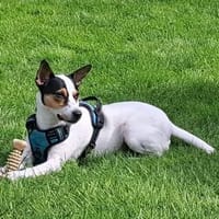 NALDO - fröhlicher Rohdiamant, Hund zur Adoption