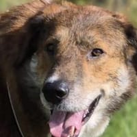 Marius ist ein Gute-Laune-Hund, Hund zur Adoption