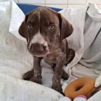 Jasper - junger Wilder sucht Zuhause, Hund zur Adoption