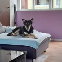 Wer schenkt Pearl ein Zuhause?, Hündin zur Adoption