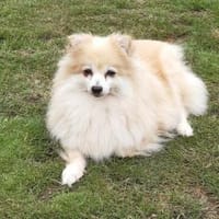 Conny in 27478 Cuxhaven #, Hündin zur Adoption