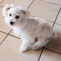 Sunny in 27478 Cuxhaven #, Hund zur Adoption