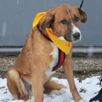 Stian ist ein sanfter & liebevoller <3, Hund zur Adoption