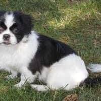 Barney in 47551 Bedburg-Hau #, Hund zur Adoption