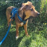 Kaylo - Auf der Suche nach Geborgenheit, Hund zur Adoption