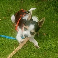 Titus in 87547 Missen, Hund zur Adoption
